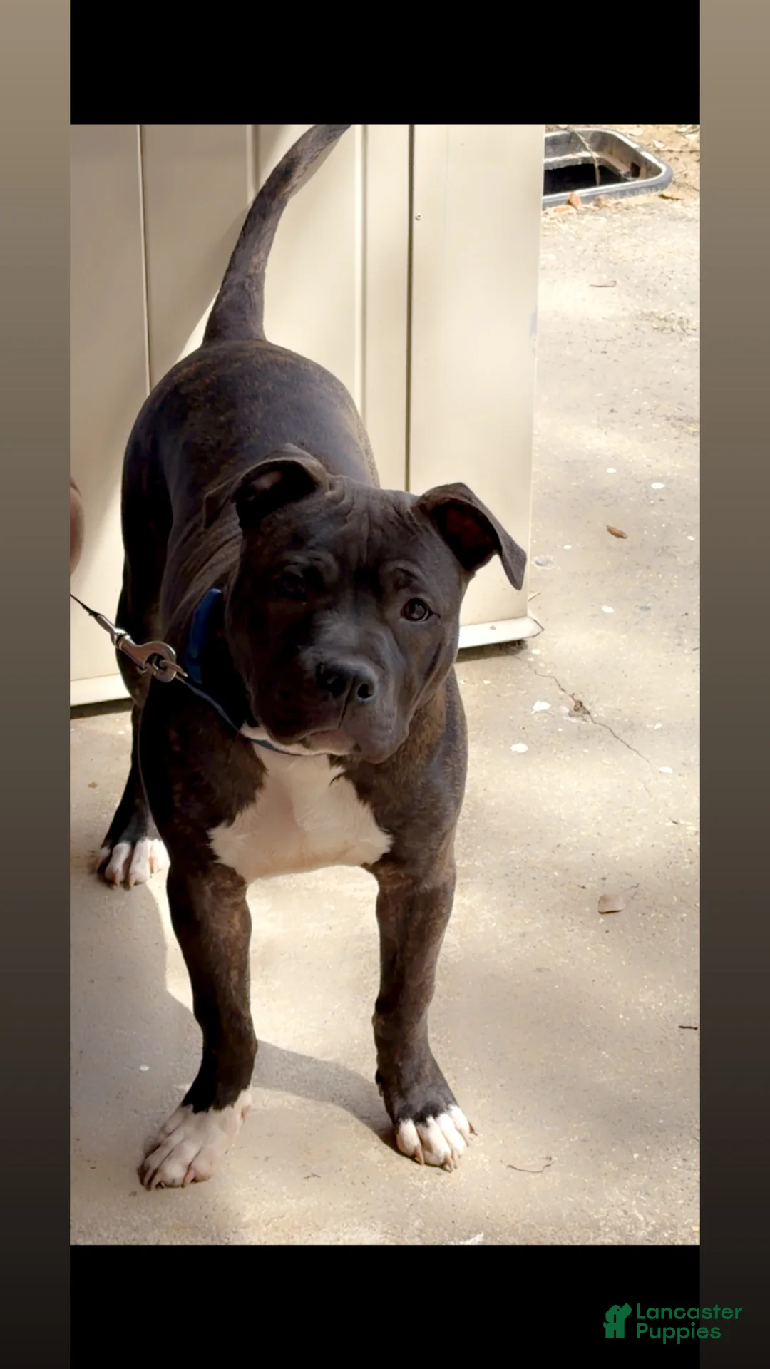 Staffordshire Bull Terrier dogs for sale: Staffordshire Bull Terrier Puppy 1 - Ad 2