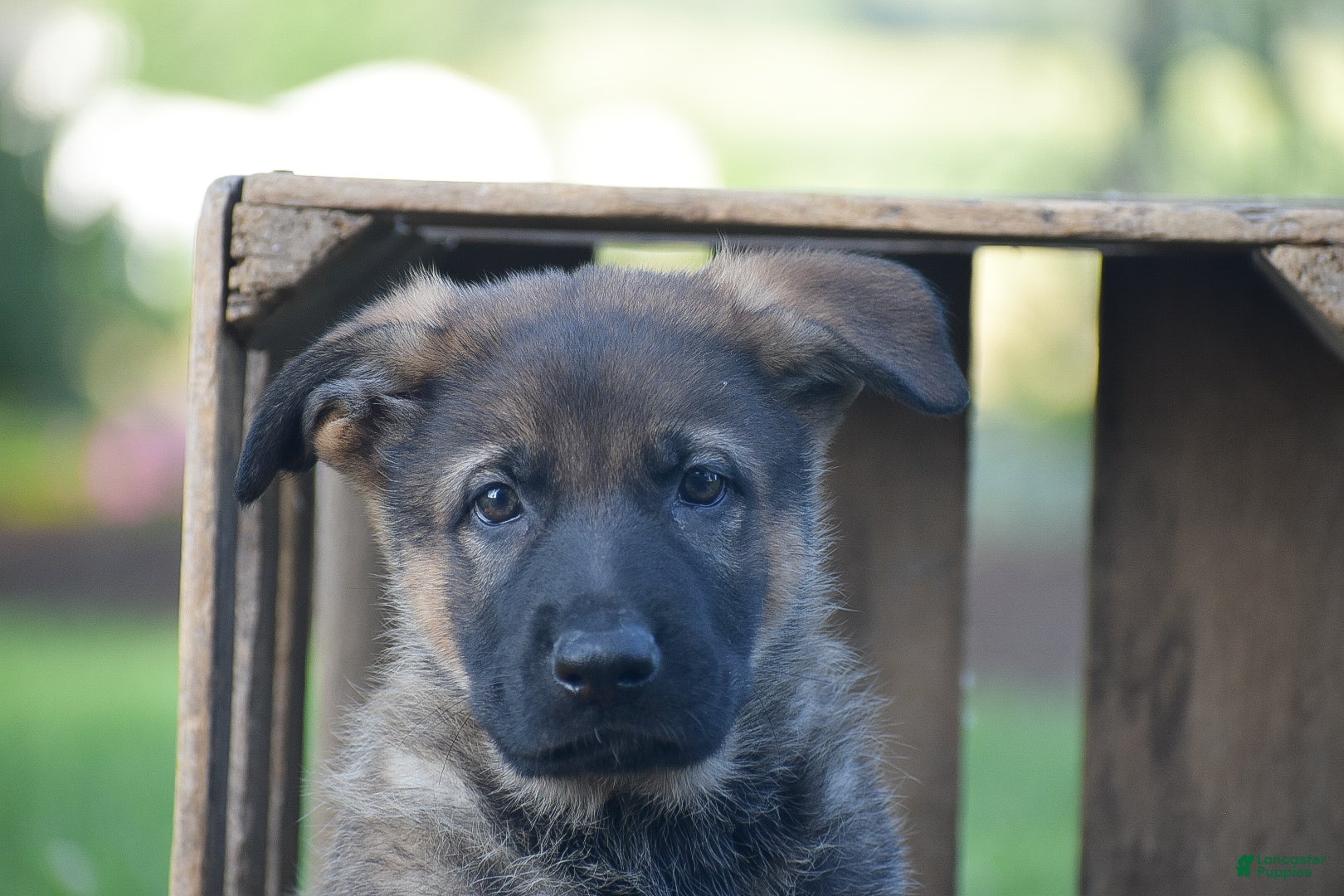 German Shepherd dogs Grayson - Ad 2