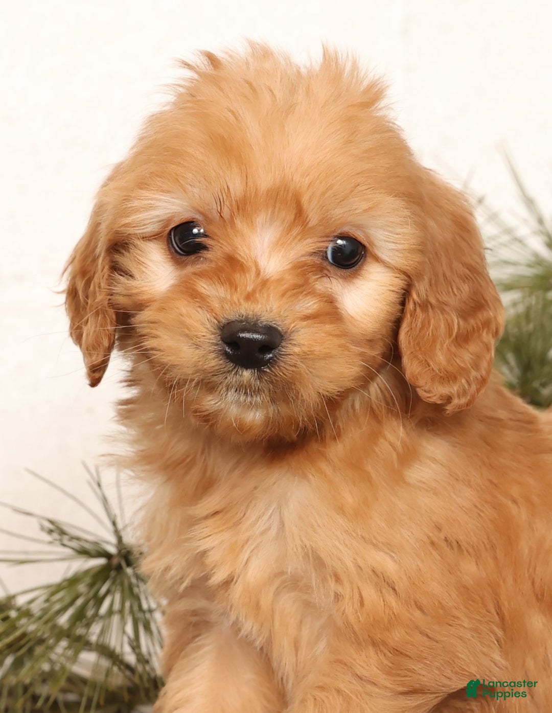 Mini Goldendoodle dogs for sale: Mikey - Ad 9