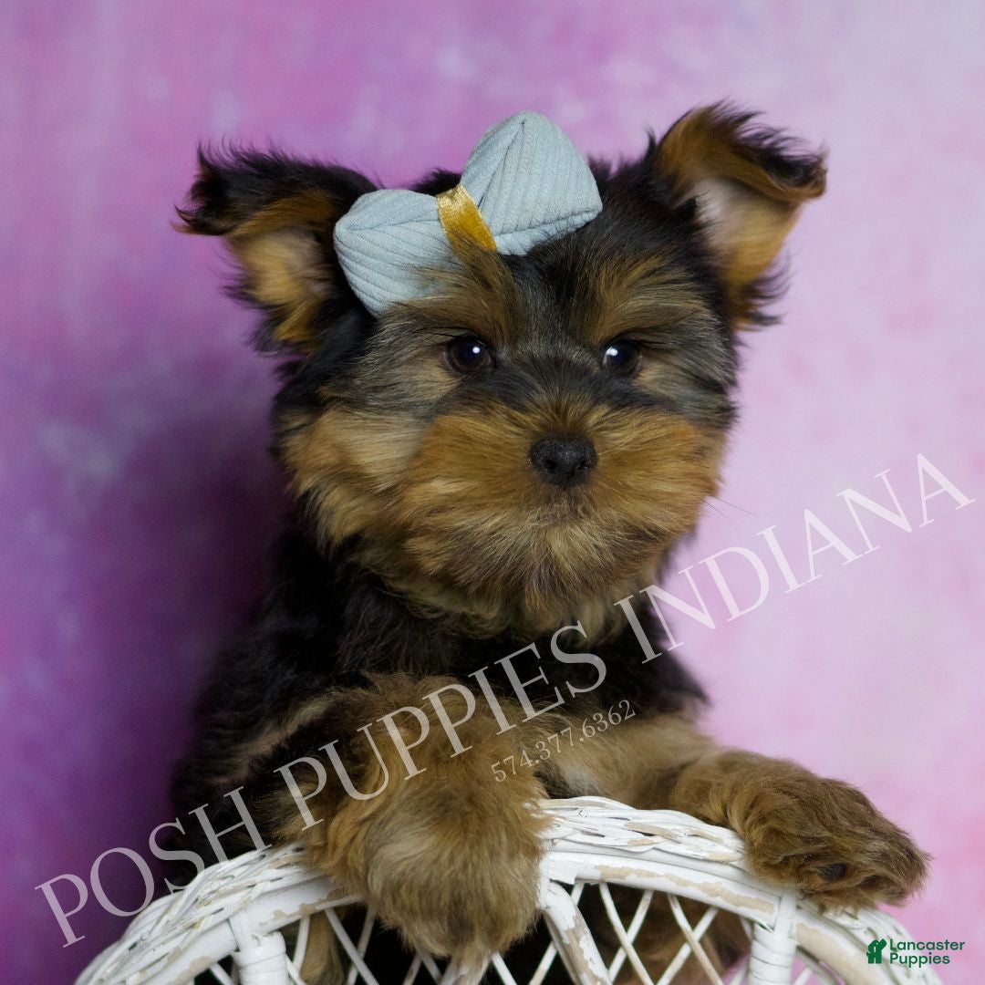 Yorkshire Terrier dogs Buttons - Ad 14