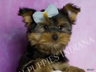 Yorkshire Terrier dogs Buttons - Ad 15