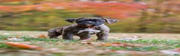 Boxer dogs for sale: Miles - Ad 2