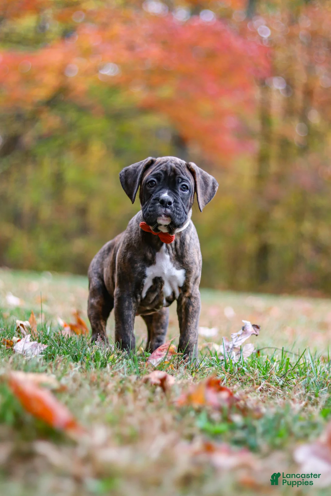 Boxer dogs for sale: Miles - Ad 2