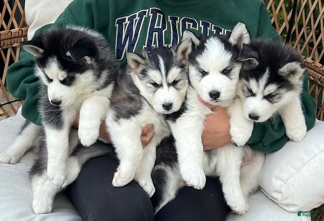 Gallery Image {{count}}