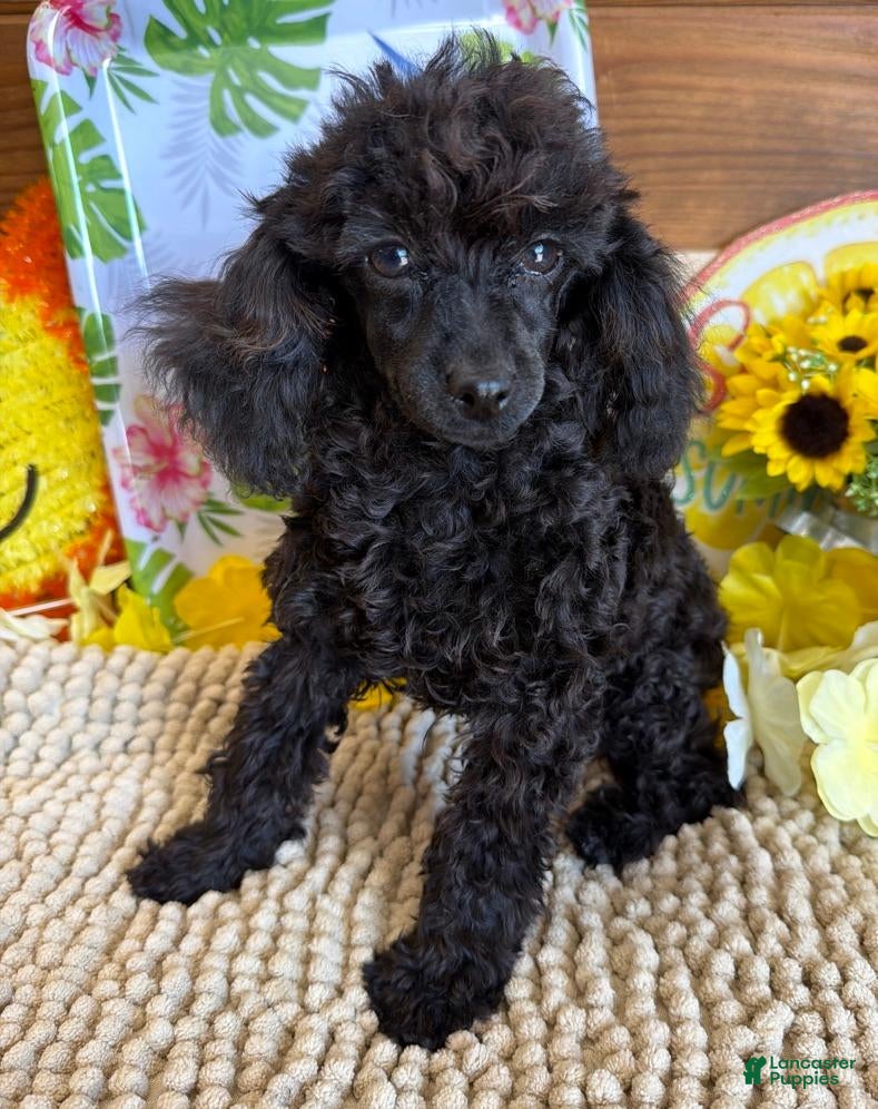 Toy Poodle dogs Lilly - Ad 42