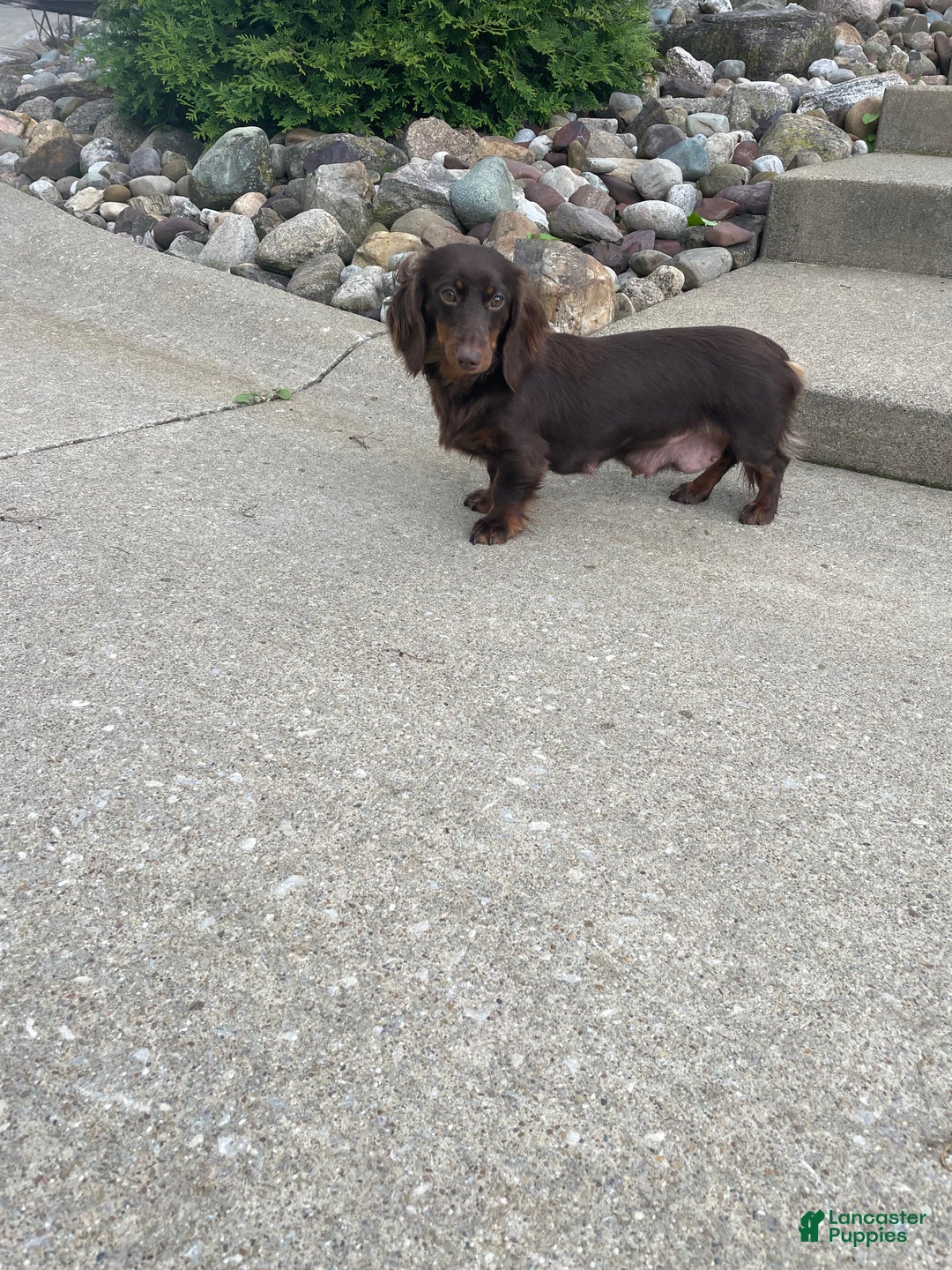 Mixed Breed dogs for sale: Crystal  - Ad 13