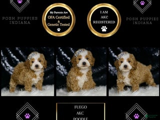 Toy Poodle dogs - Ad 36