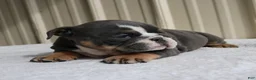 English Bulldog dogs for sale: Bailey  - Ad 8