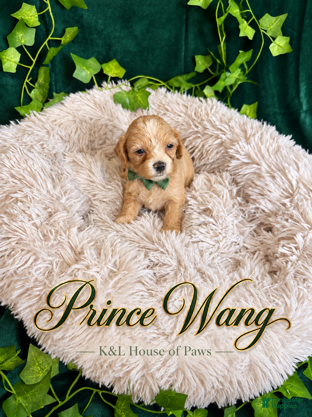 Maltipoo dogs Prince Wang  - Ad 33
