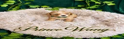 Maltipoo dogs for sale: Prince Wang  - Ad 1