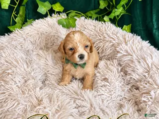 Maltipoo dogs Prince Wang - Ad 33