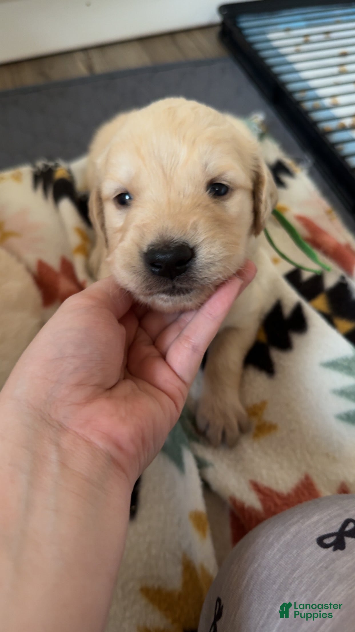 Golden Retriever dogs Peter (Green Collar) - Ad 11