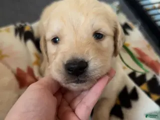 Golden Retriever dogs Peter (Green Collar) - Ad 11