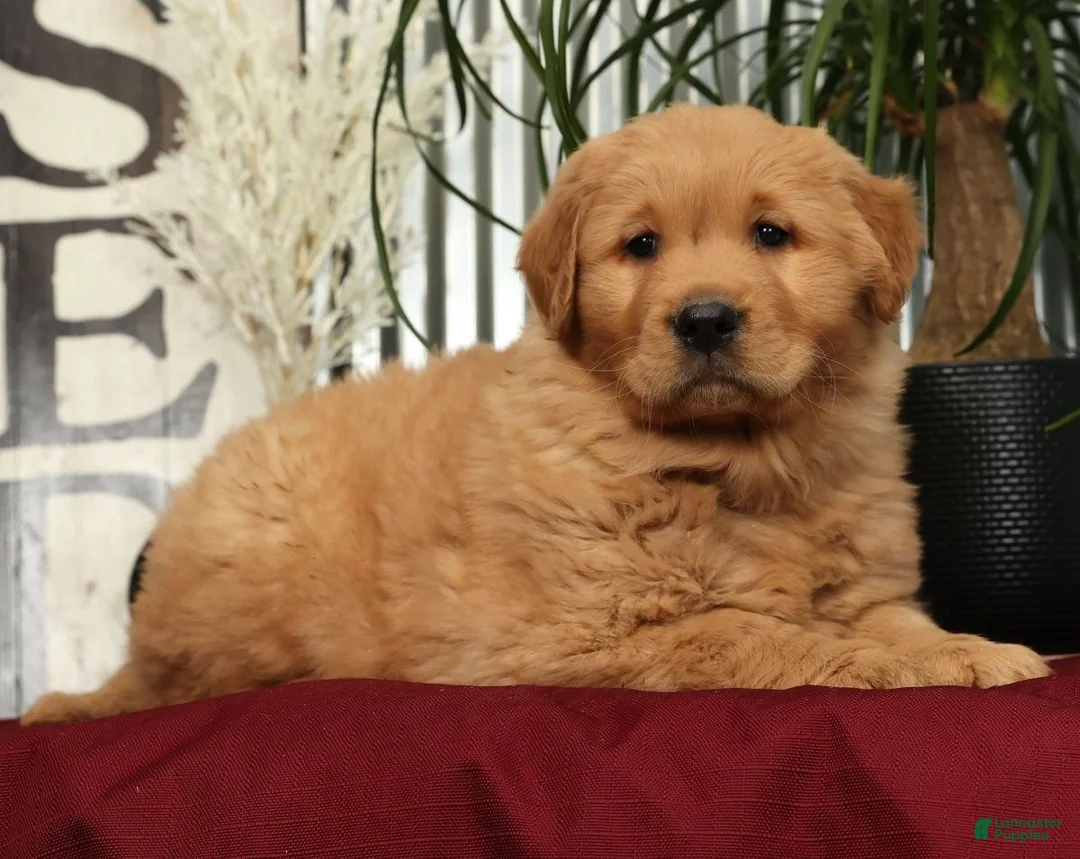 Golden Retriever dogs for sale: Alec - Ad 7