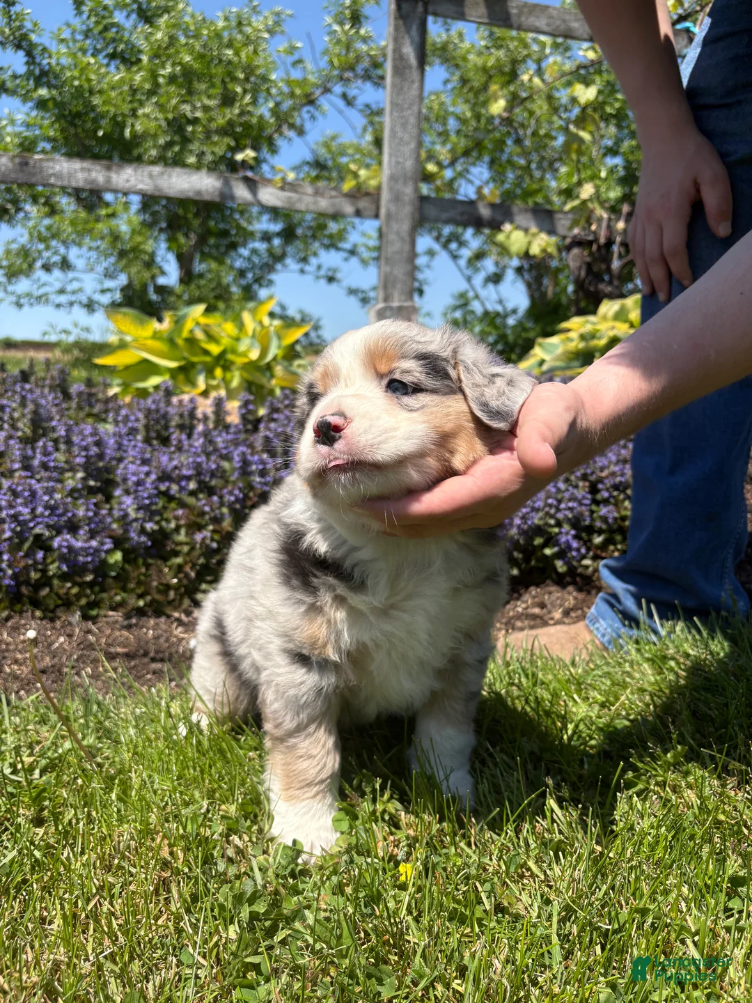 Australian Shepherd dogs for sale: Tristan - Ad 4