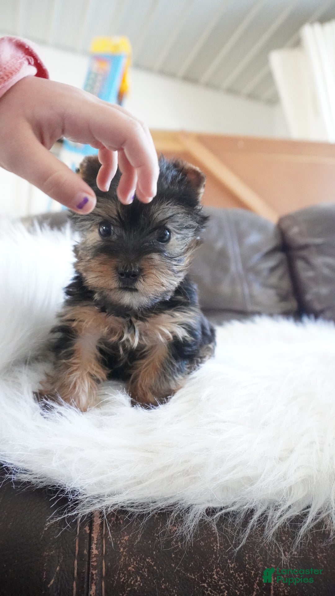 Yorkshire Terrier dogs for sale: Yorkshire Terrier Puppy 1 - Ad 2