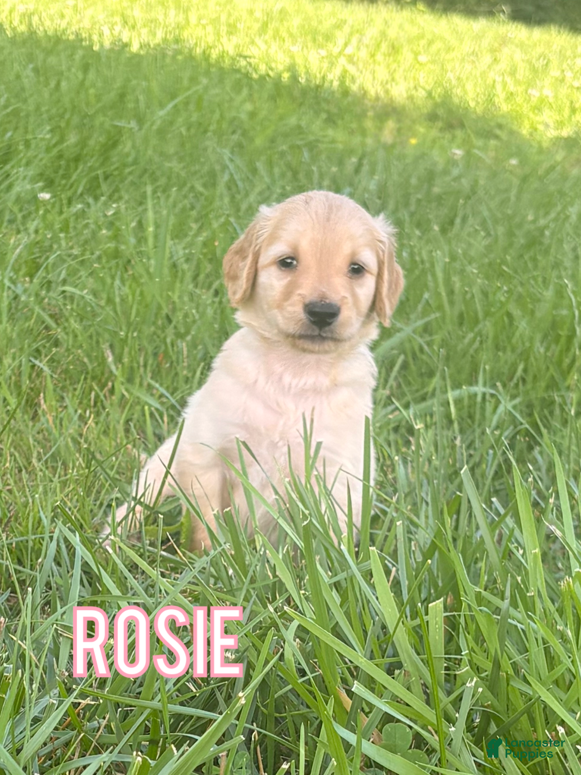 Golden Retriever dogs Rosie - Ad 30