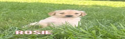 Golden Retriever dogs for sale: Rosie - Ad 1