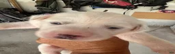 Great Pyrenees dogs for sale: Linus - Ad 1