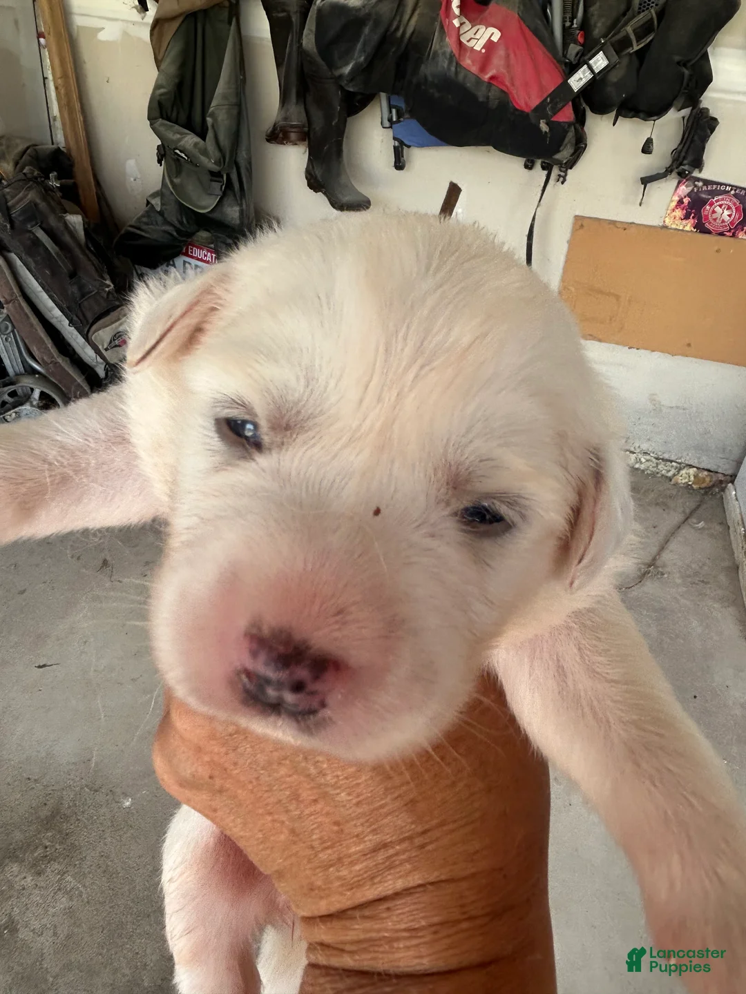 Great Pyrenees dogs for sale: Linus - Ad 1