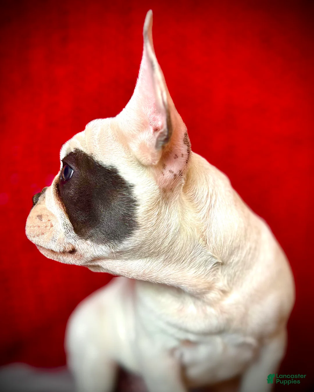 French Bulldog dogs for sale: Maislee - Ad 4