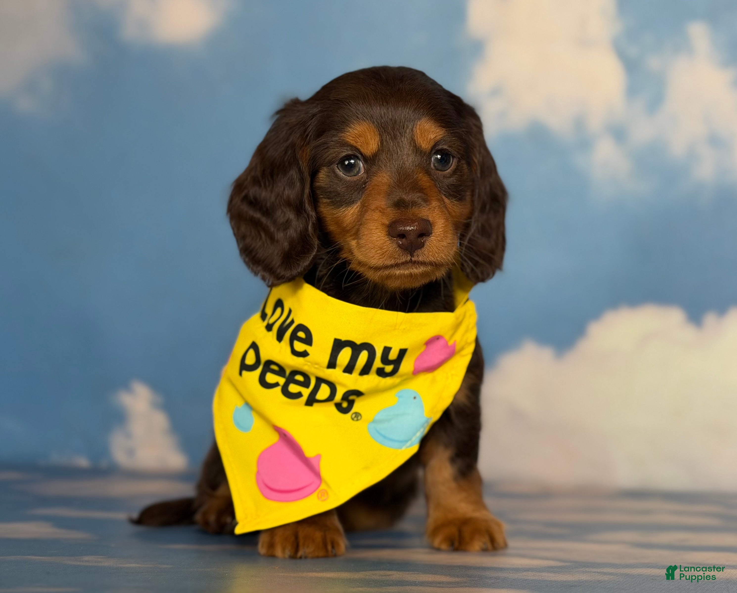 Miniature Dachshund dogs Akc Reed DNA OFA LH - Ad 33
