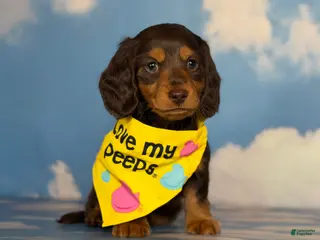 Miniature Dachshund dogs Akc Reed DNA OFA LH - Ad 33