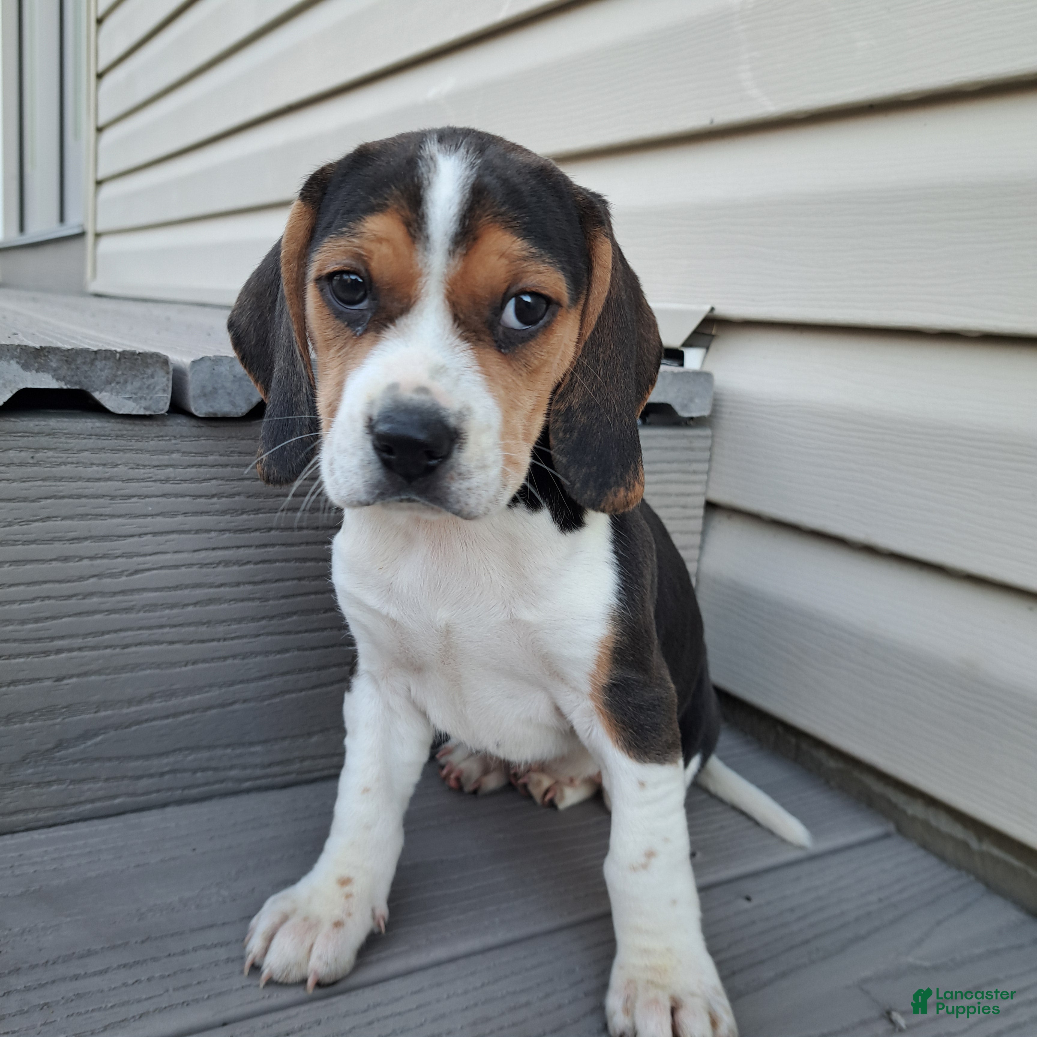 Beagle dogs JOSIE - Ad 9
