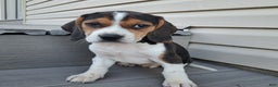 Beagle dogs for sale: JOSIE - Ad 1