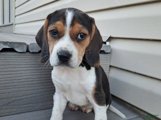 Beagle dogs JOSIE - Ad 9