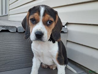 Beagle dogs JOSIE - Ad 31