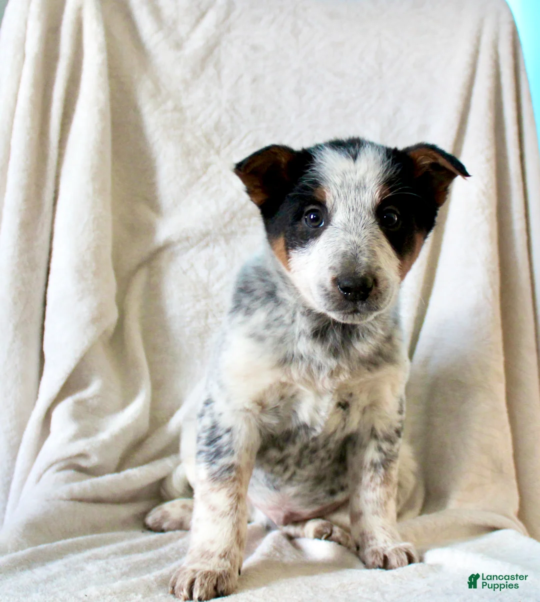 Australian Cattle Dog dogs for sale: Rusty - Ad 3