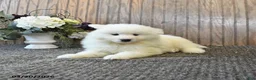 Samoyed dogs for sale: Sport - Ad 3