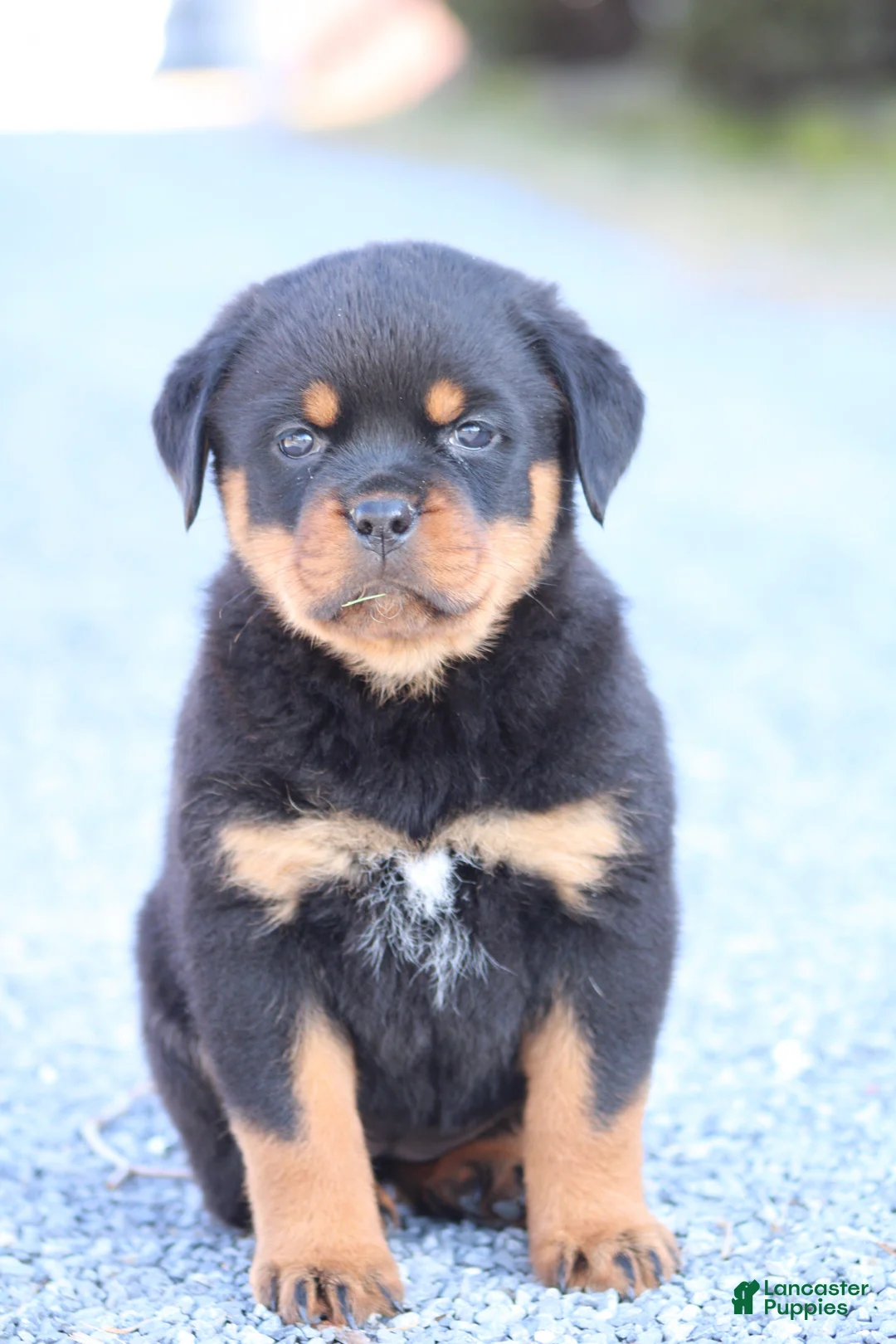Rottweiler dogs for sale: Scarlet  - Ad 2