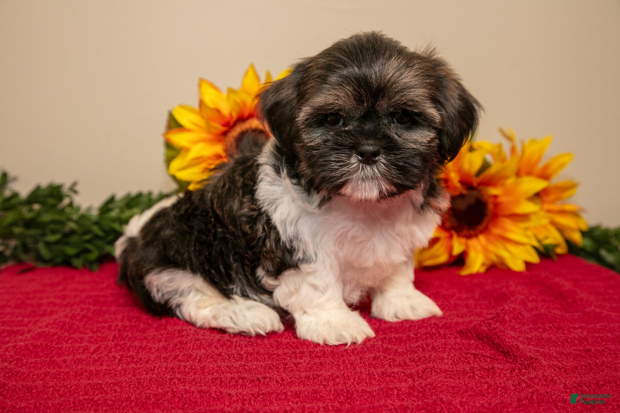 Shih Tzu dogs for sale: Teddy - Ad 4