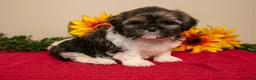 Shih Tzu dogs for sale: Teddy - Ad 1