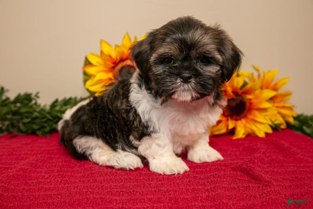 Shih Tzu dogs for sale: Teddy - Ad 1
