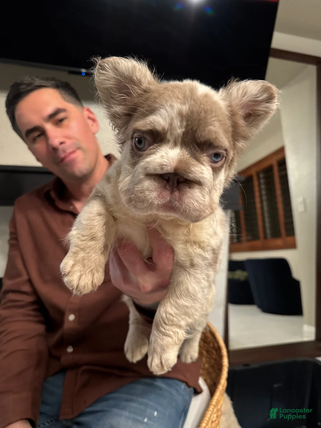 French Bulldog dogs for sale: Chanel - Ad 5