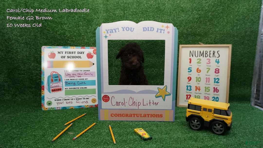 Australian Labradoodle dogs for sale: CCG2 - Ad 1