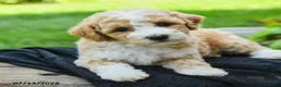 Bichpoo dogs for sale: Heidi - Ad 3