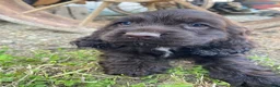 Cocker Spaniel dogs for sale: Tiny - Ad 7