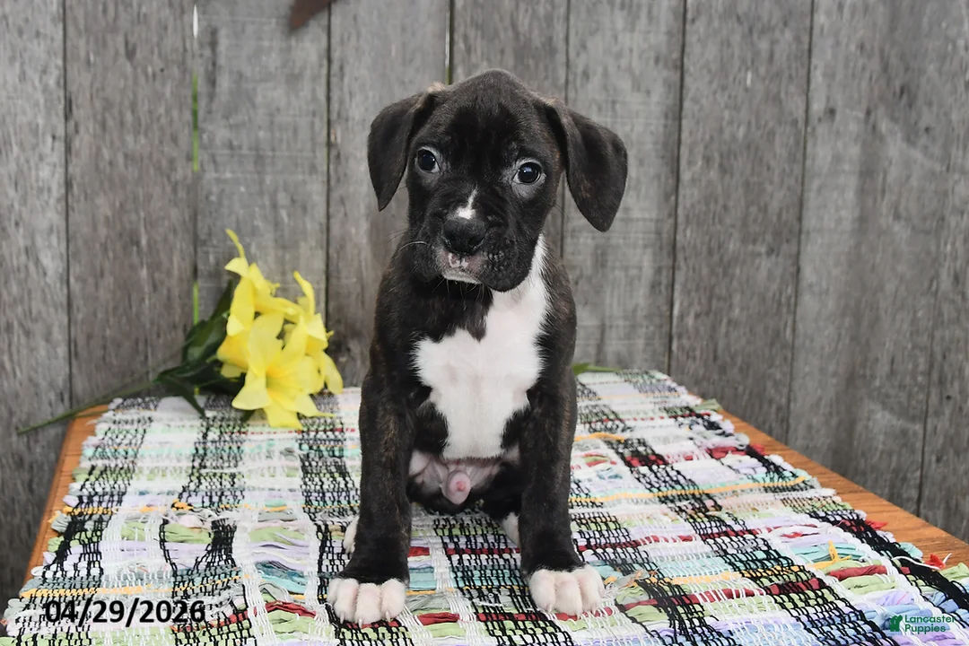 Boxer dogs for sale: Marshall - Ad 1