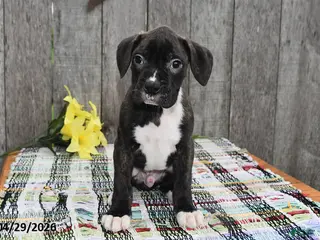 Boxer dogs for sale: Marshall - Ad 2