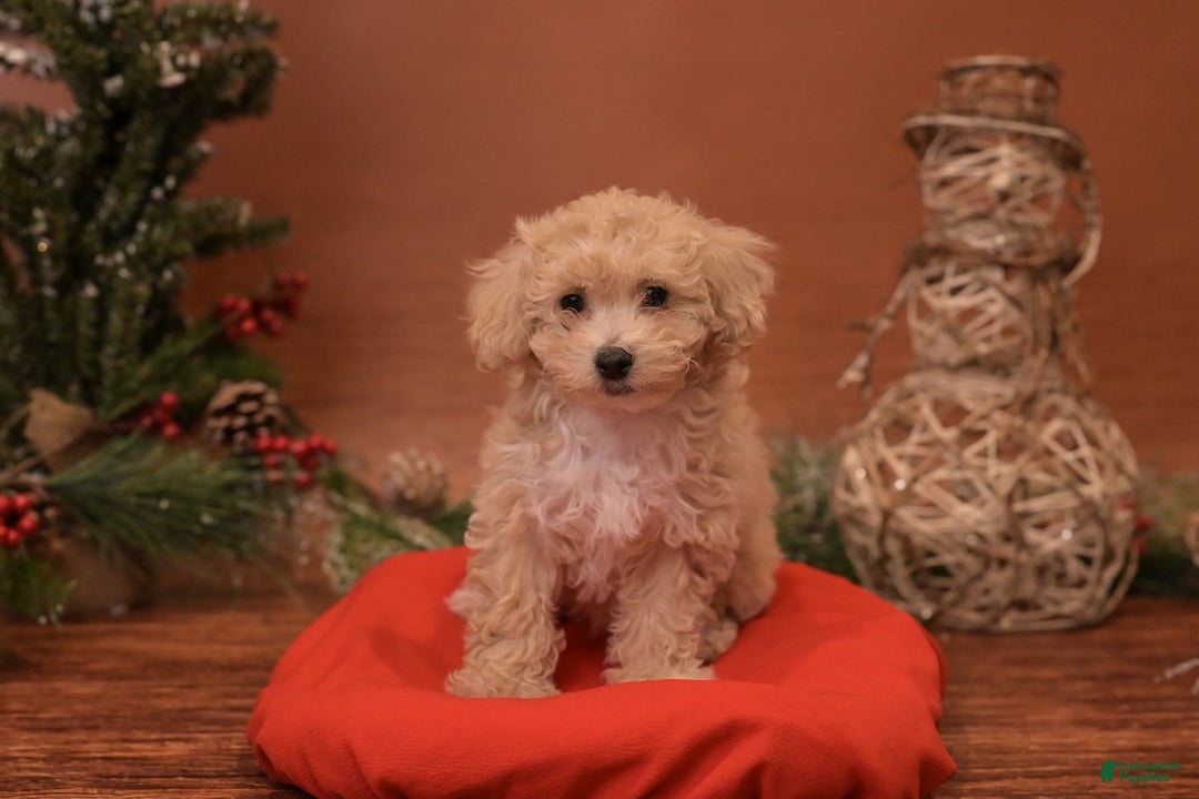 Bichpoo dogs for sale: Vlad - Ad 11