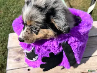 Mixed Breed dogs Yellow - Ad 32