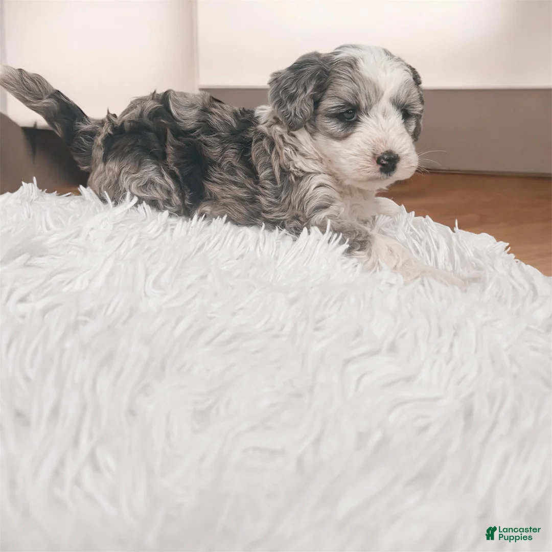 Mixed Breed dogs for sale: Ricky - Ad 10