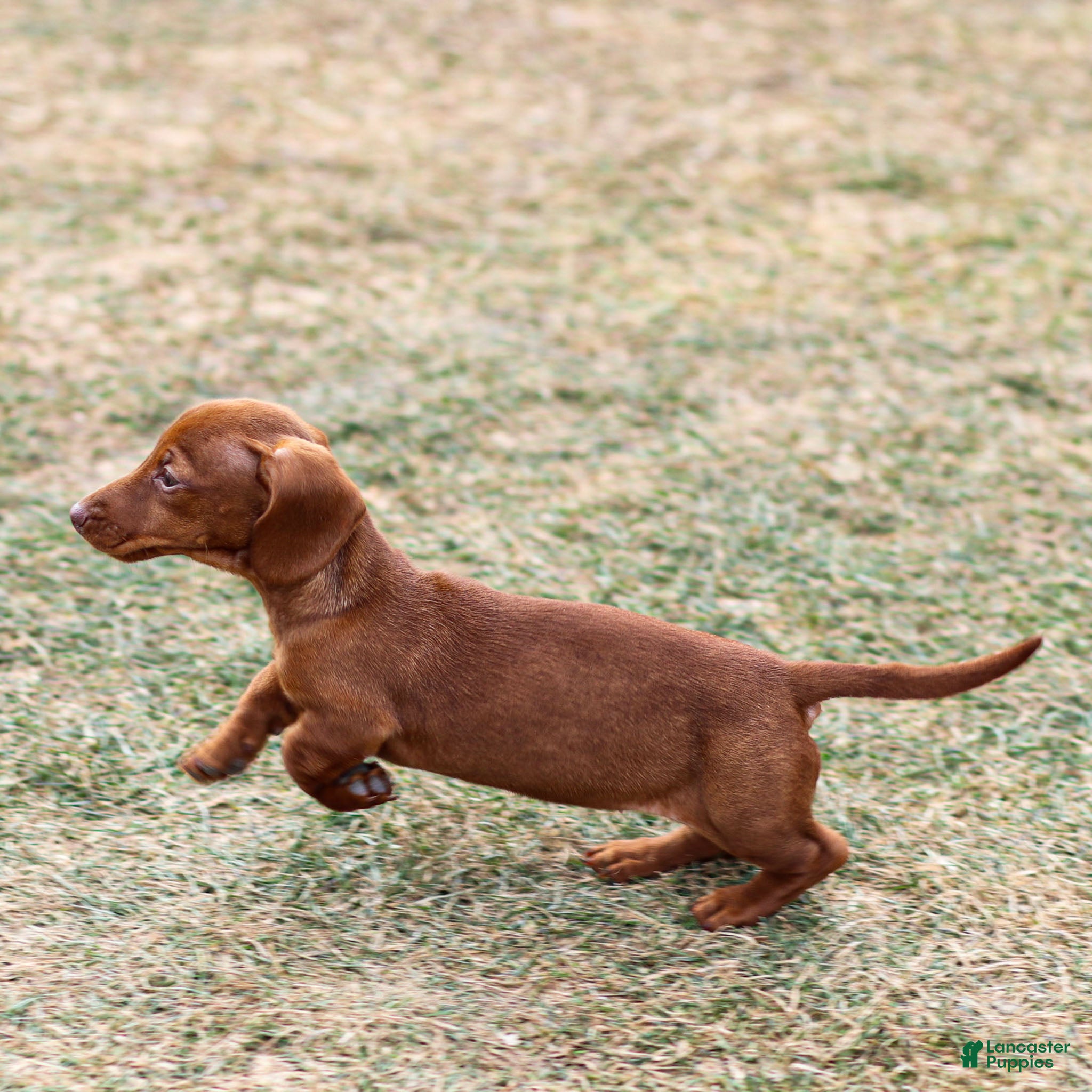 Miniature Dachshund dogs Clara - Ad 2