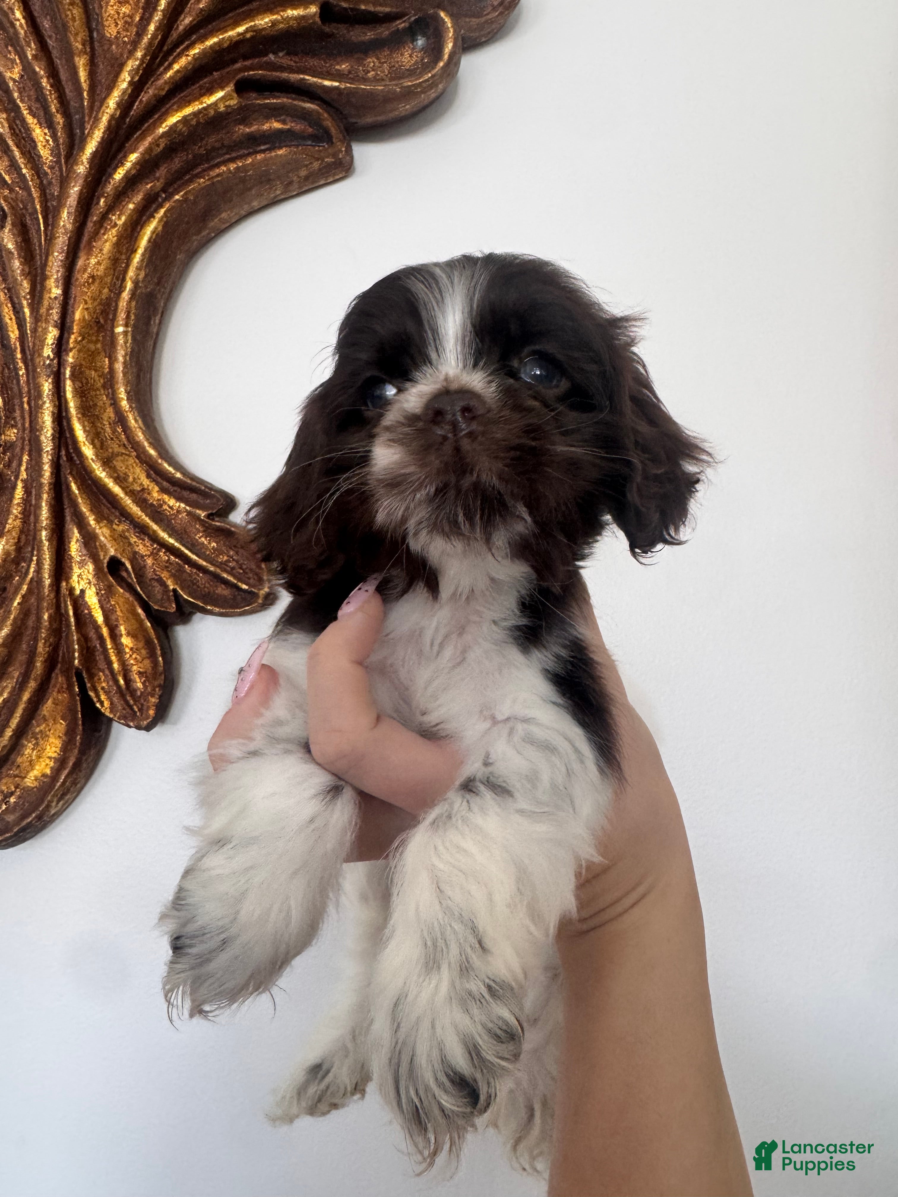 Cocker Spaniel dogs Mocha  - Ad 2