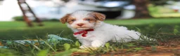 Yorkiepoo dogs for sale: Jackson - Ad 3