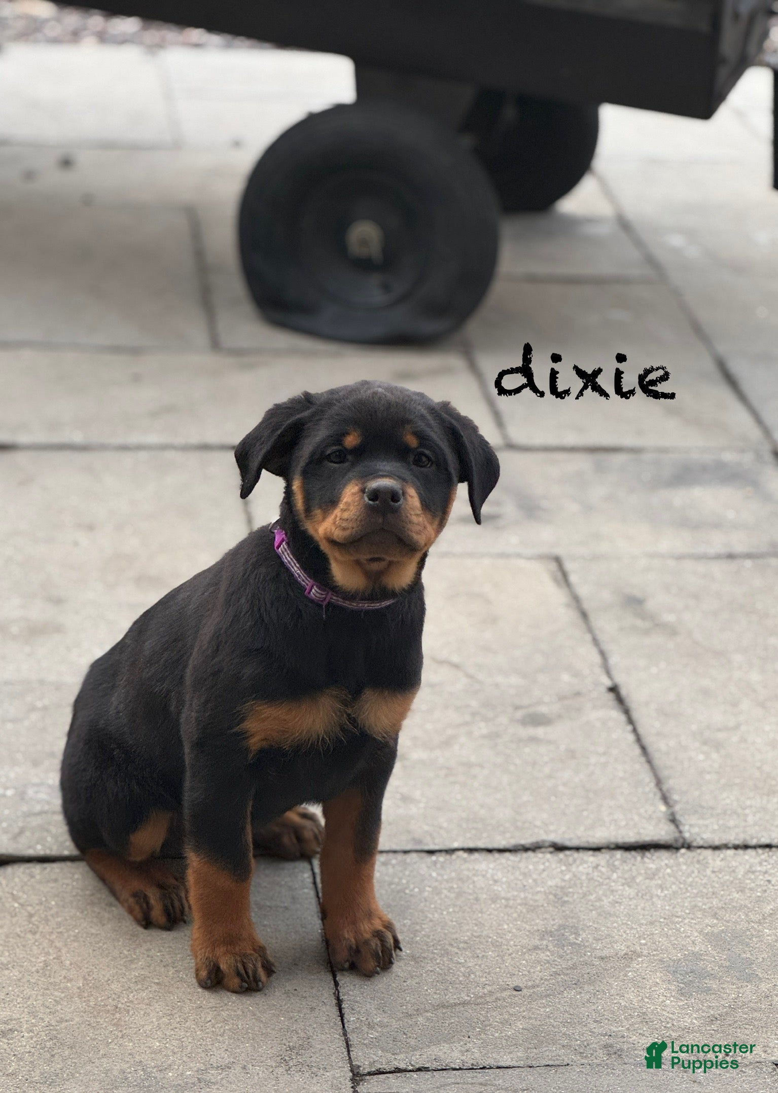 Rottweiler dogs for sale: Dixie (docked tail) - Ad 3